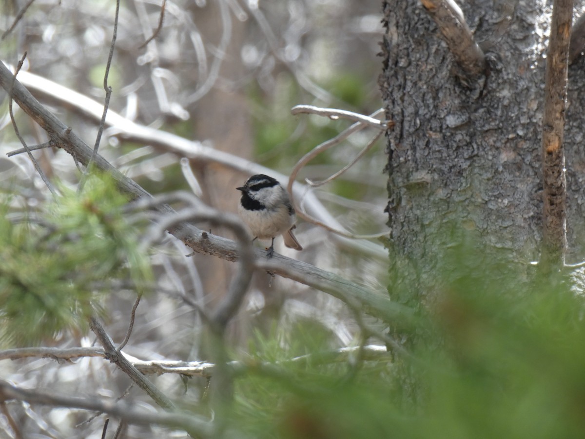 Black-capped/Mountain Chickadee - ML592724161