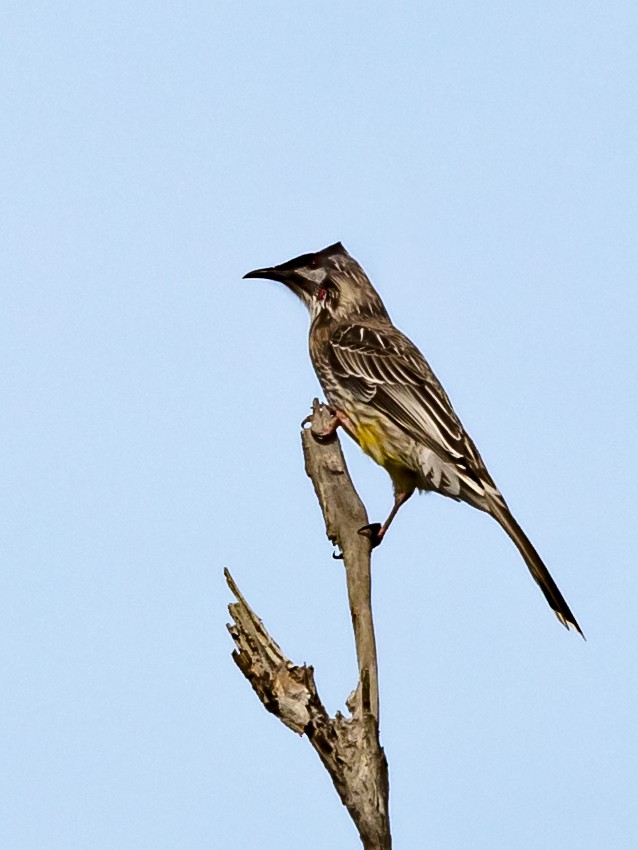 Red Wattlebird - ML592725901