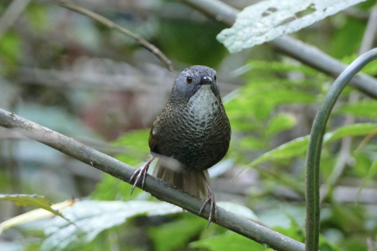 Pale-throated Wren-Babbler - ML592726021