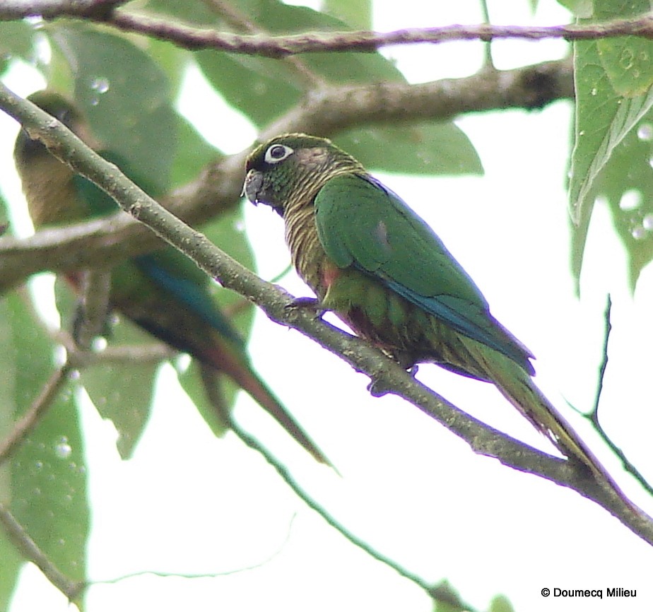 Maroon-bellied Parakeet - ML59272611