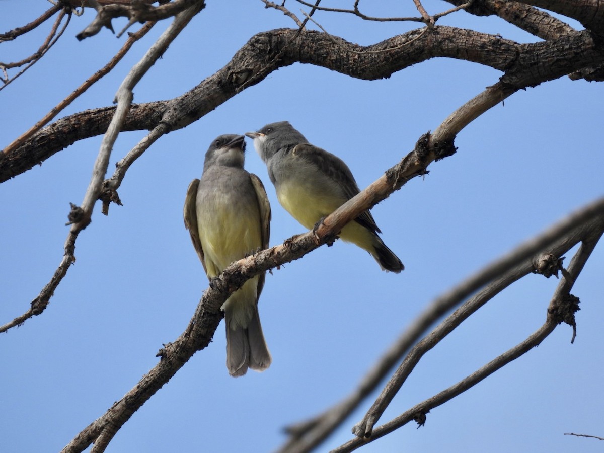 Cassin's Kingbird - ML592726411