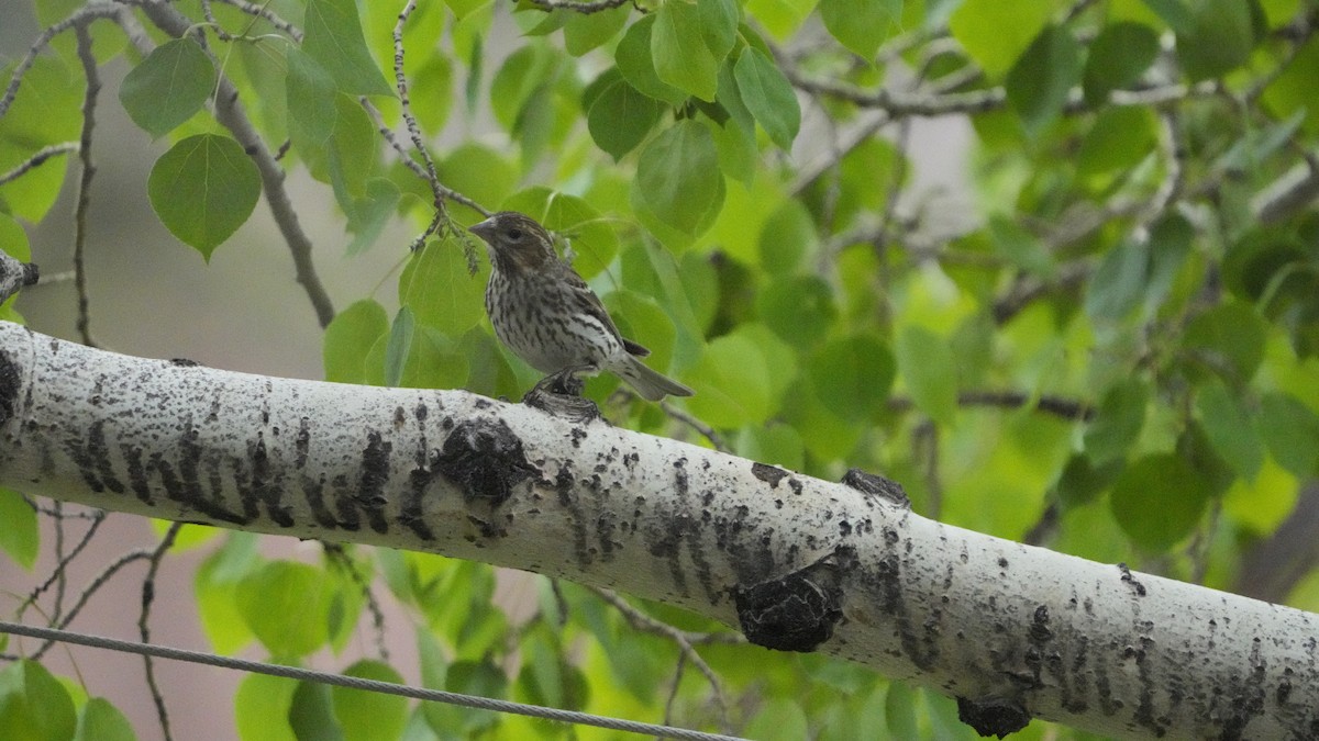 Cassin's Finch - ML592727141