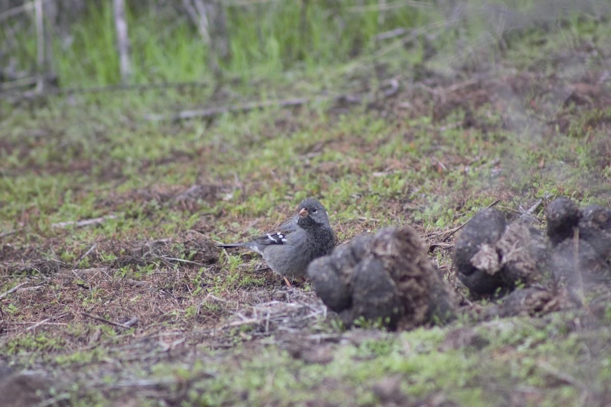 Mourning Sierra Finch - ML592728431