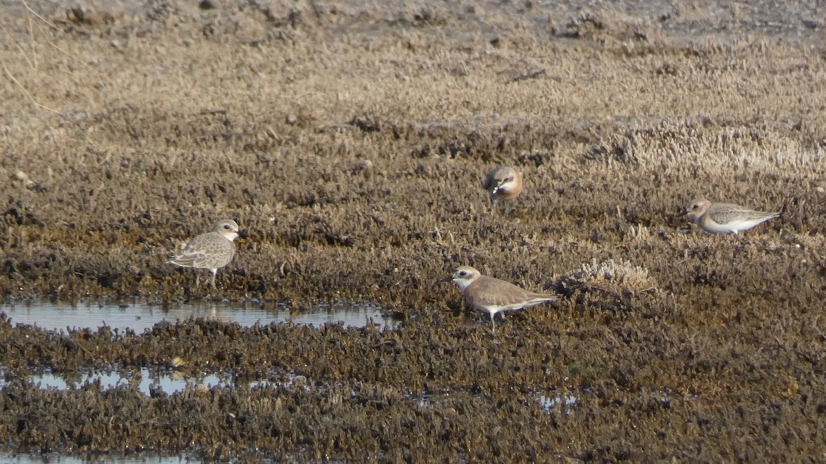 Greater Sand-Plover - ML592728891