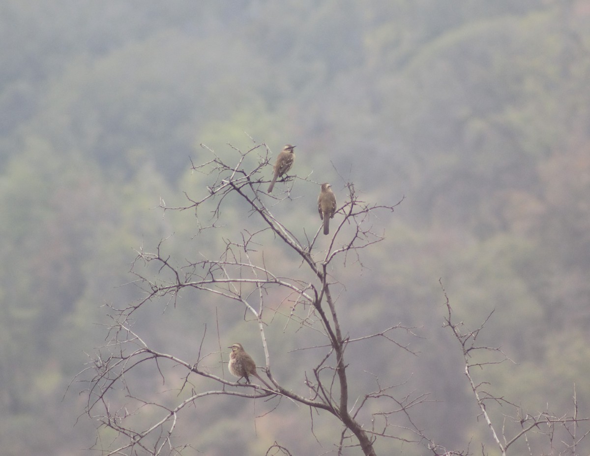 Chilean Mockingbird - ML592729261