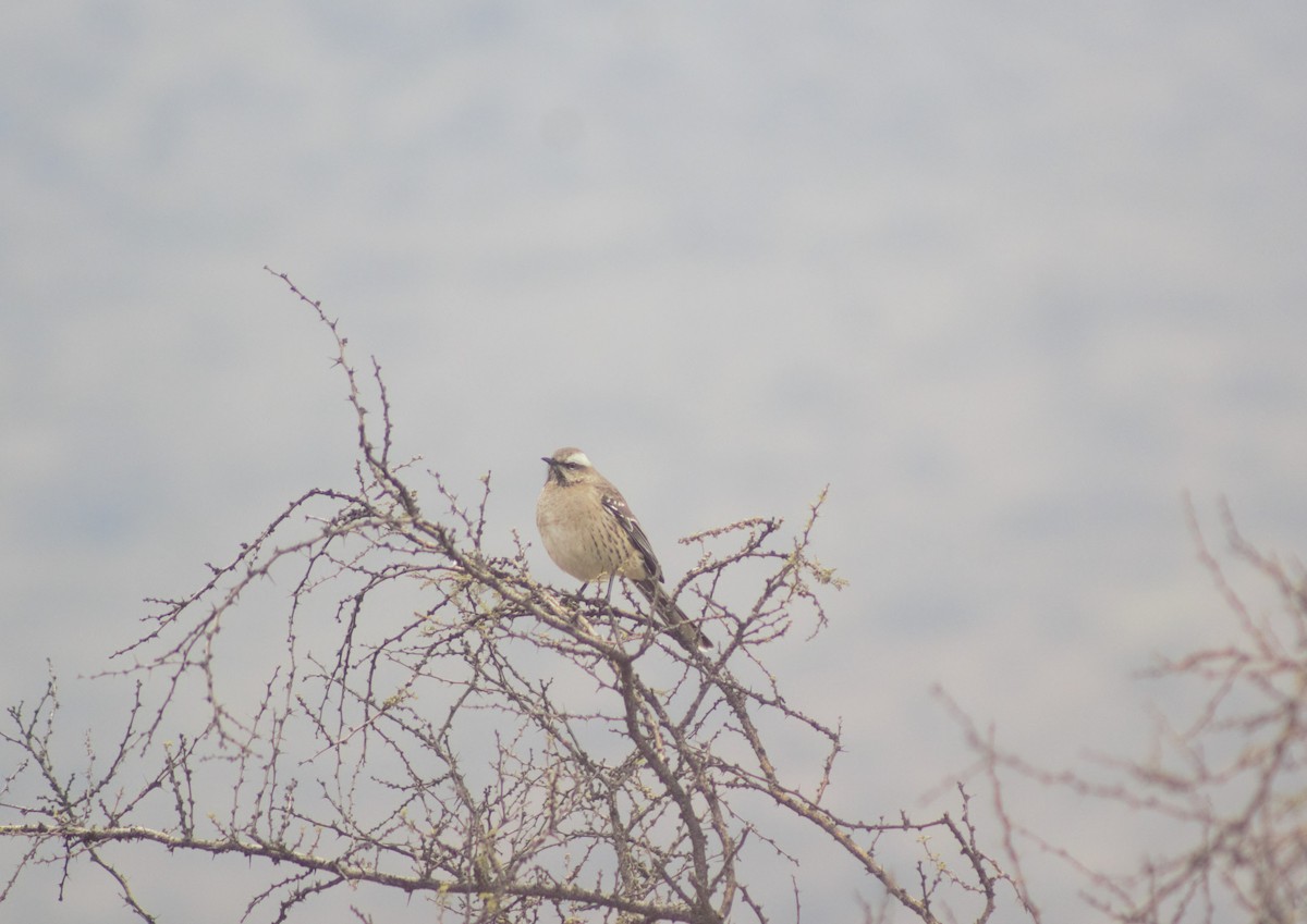 Chilean Mockingbird - ML592730071