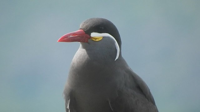 Inca Tern - ML592730621