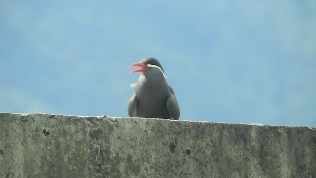 Inca Tern - ML592732351