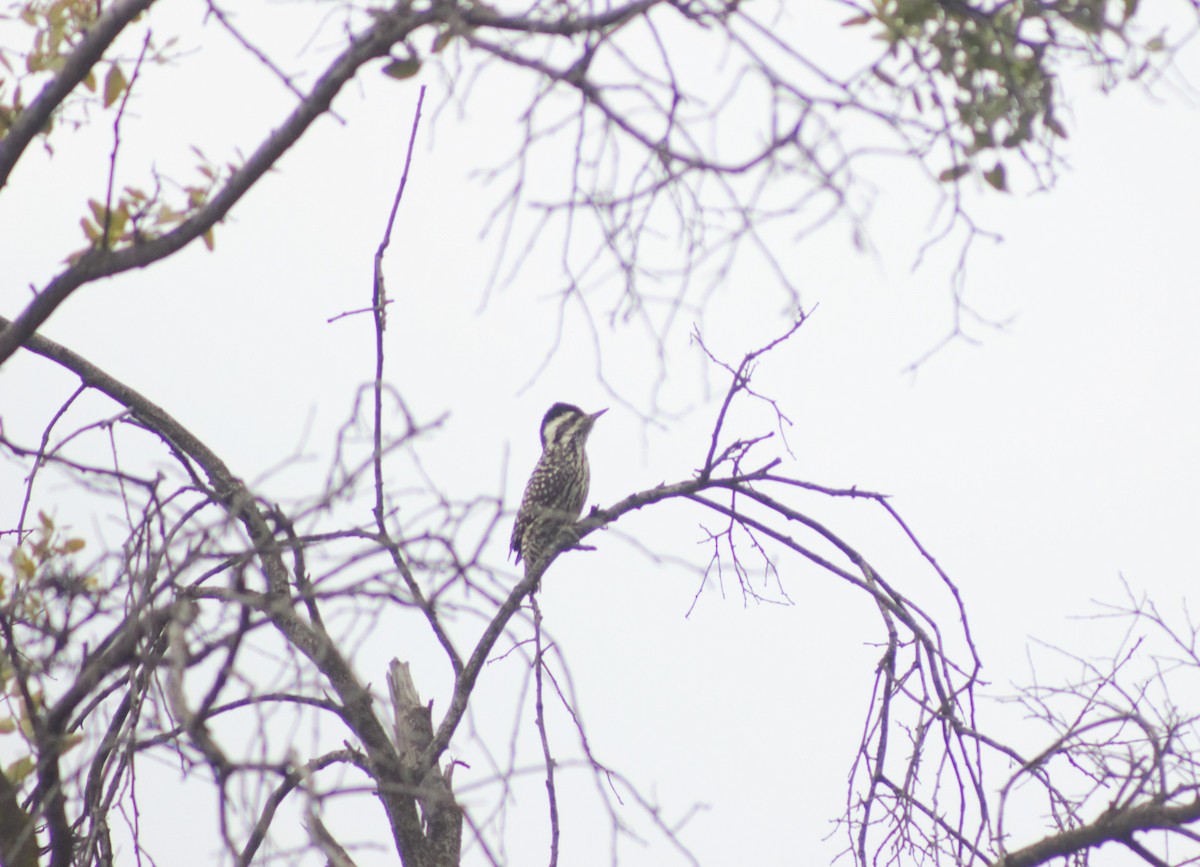 Striped Woodpecker - ML592732621