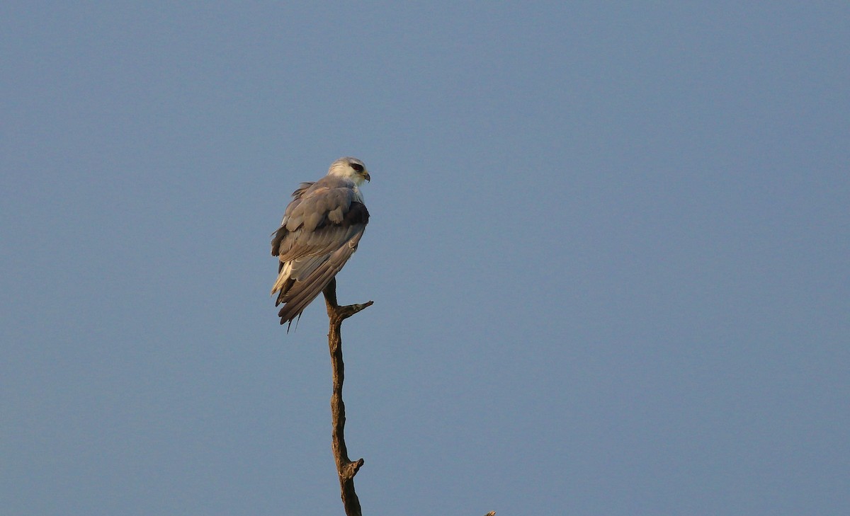 Black-winged Kite - Samim Akhter