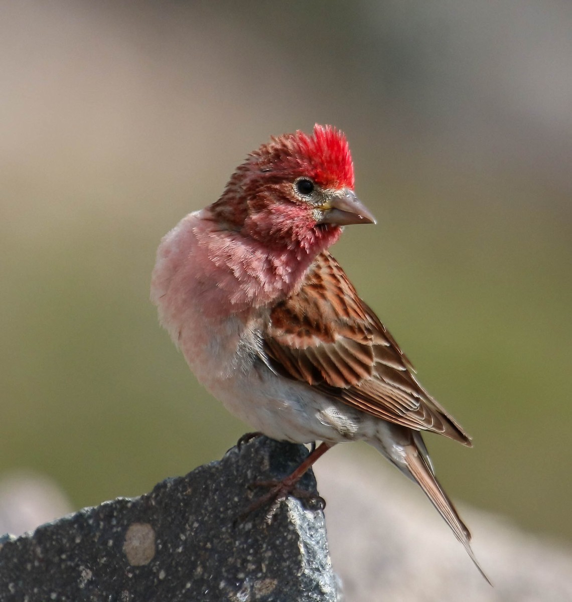 Cassin's Finch - Christine Jacobs