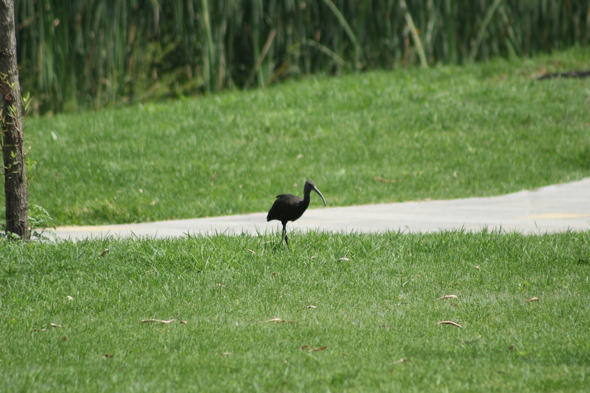 ibis americký - ML592735651