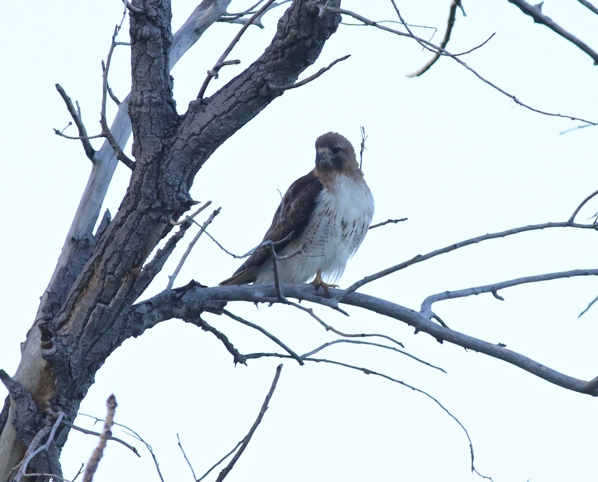 Red-tailed Hawk - ML592736081