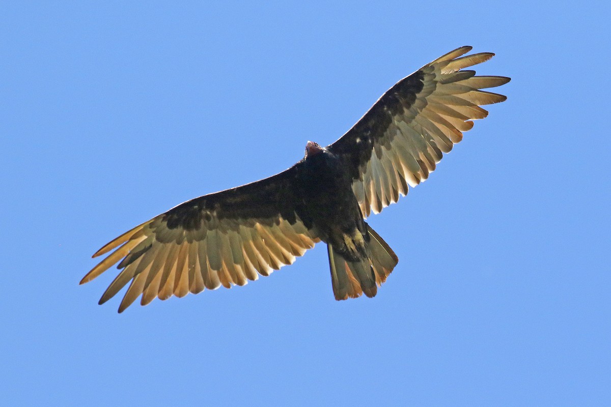 Turkey Vulture - Joan Tisdale