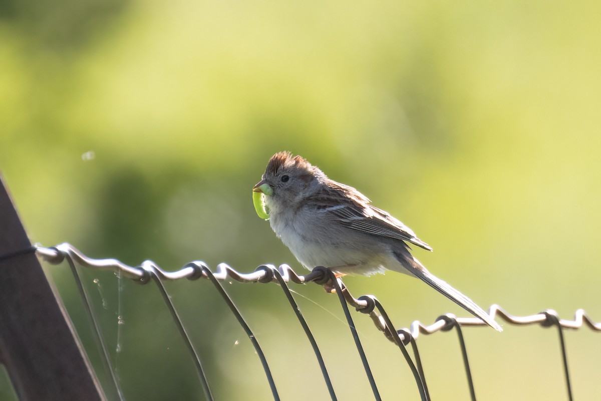 Field Sparrow - ML592736221