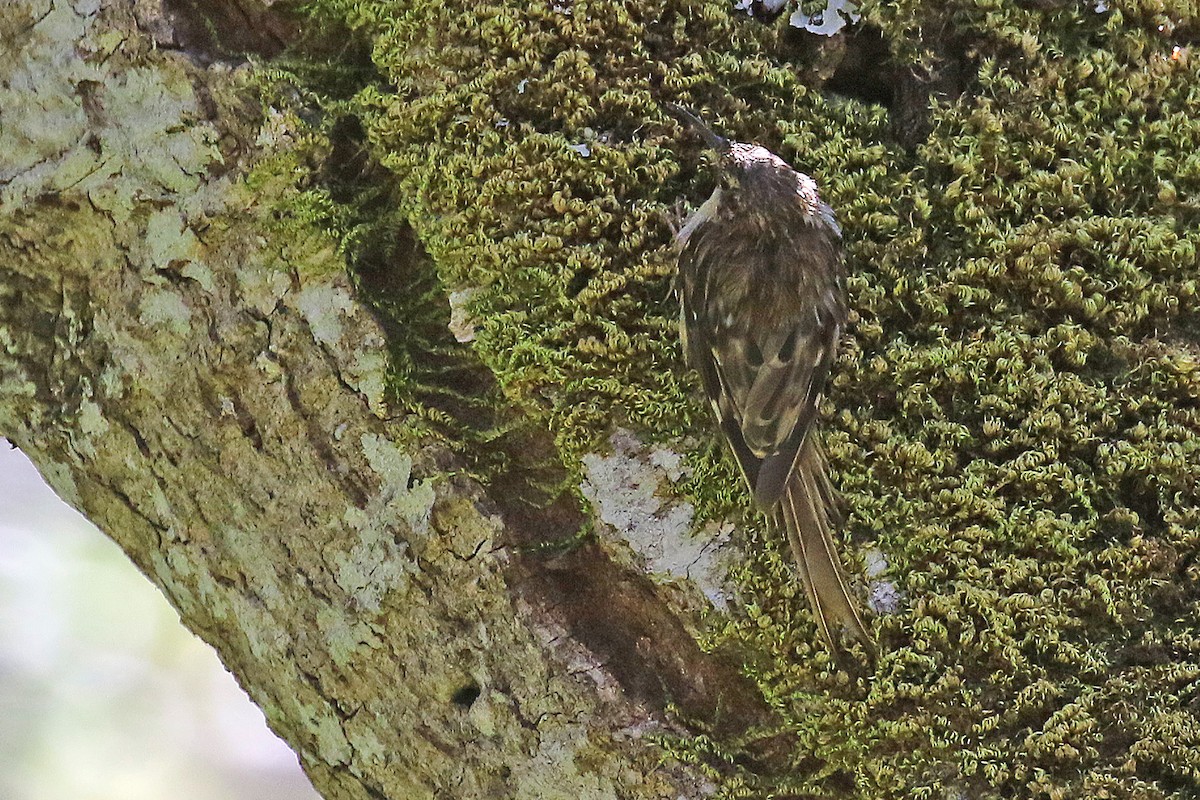 Brown Creeper - ML592736351