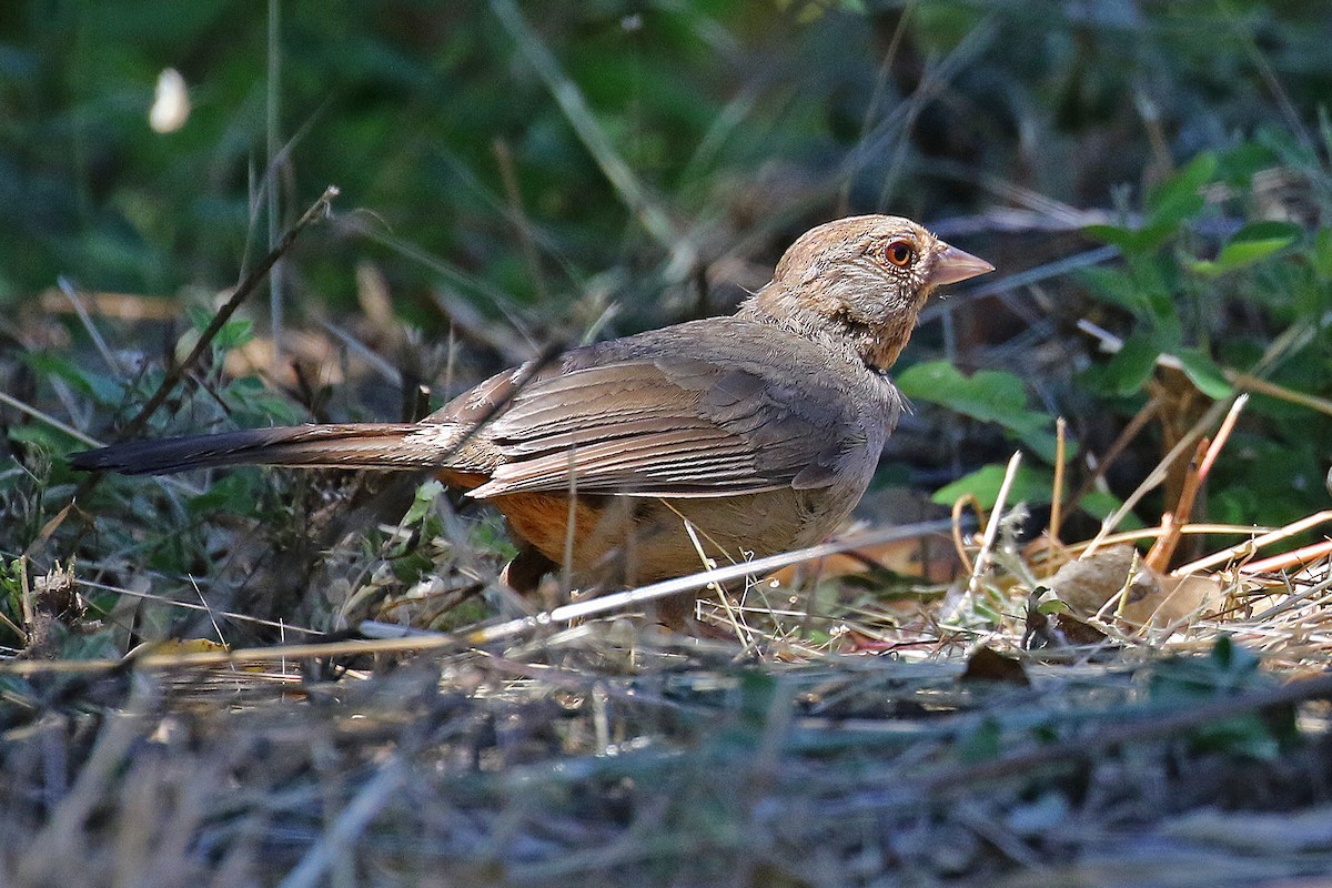 California Towhee - Joan Tisdale