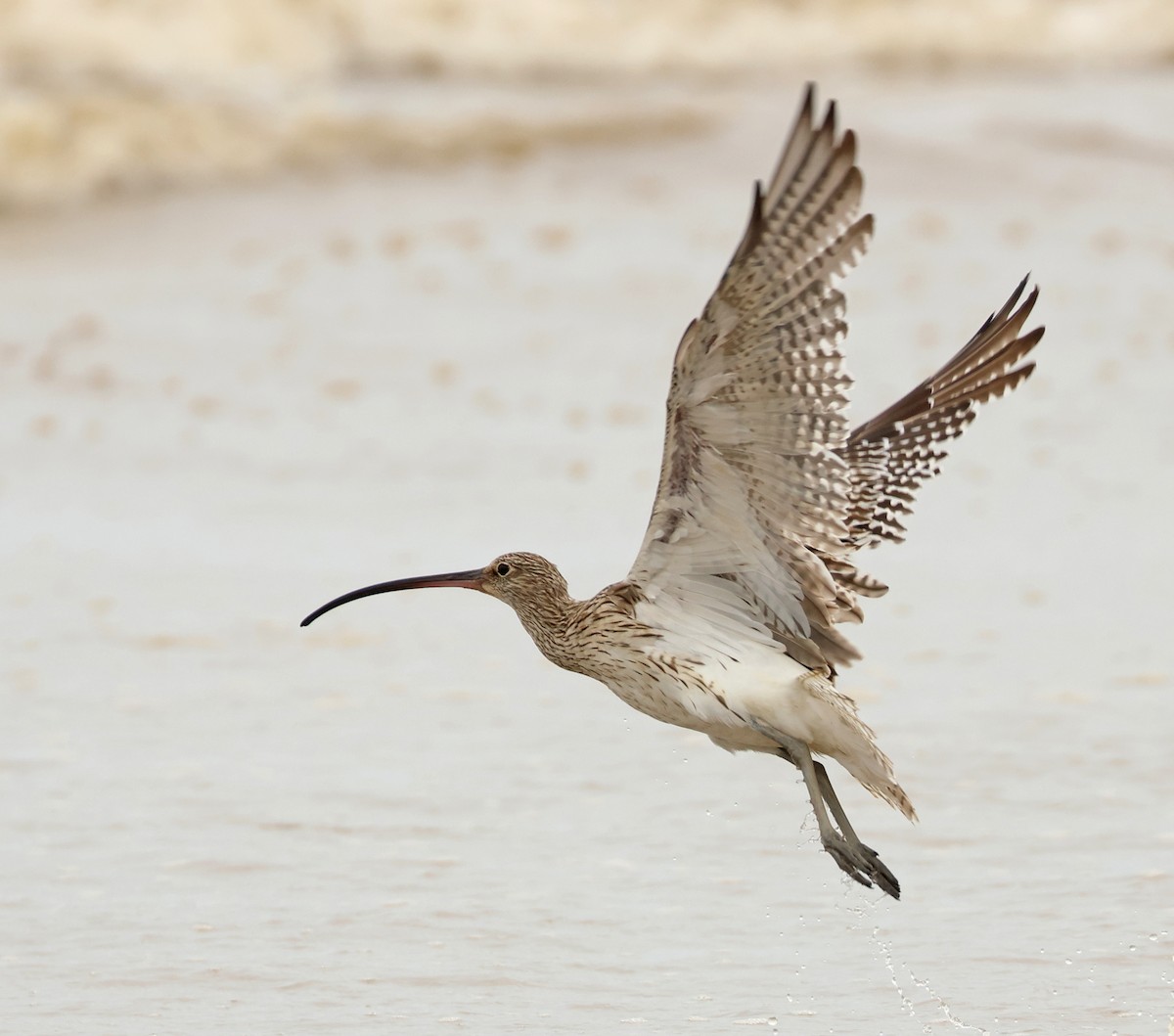 Eurasian Curlew - Dave Bakewell