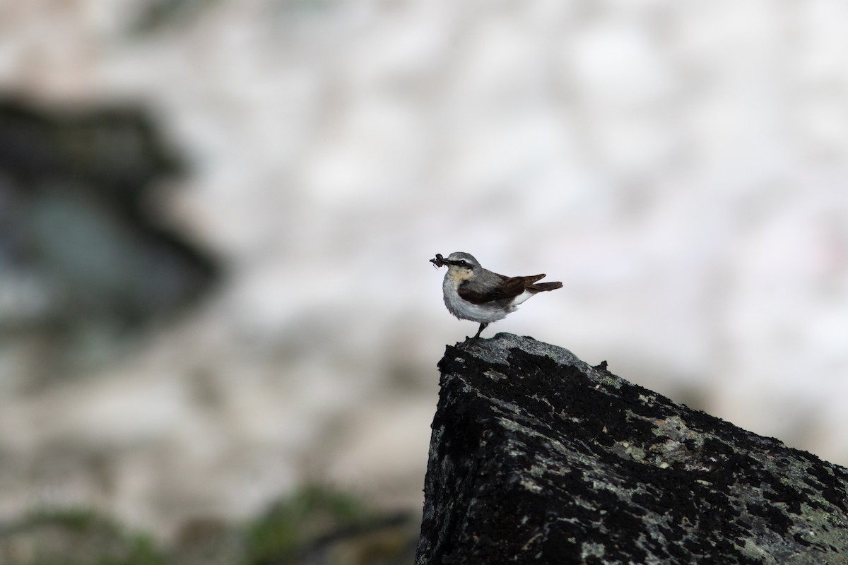 Northern Wheatear - ML592738021