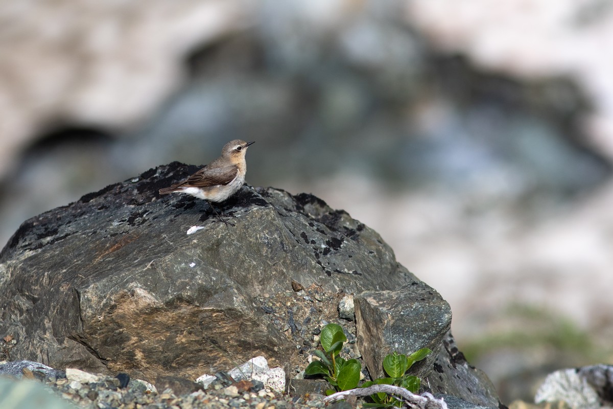 Northern Wheatear - ML592738081