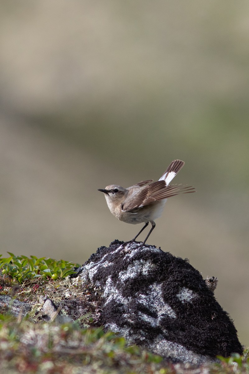 Northern Wheatear - ML592738101