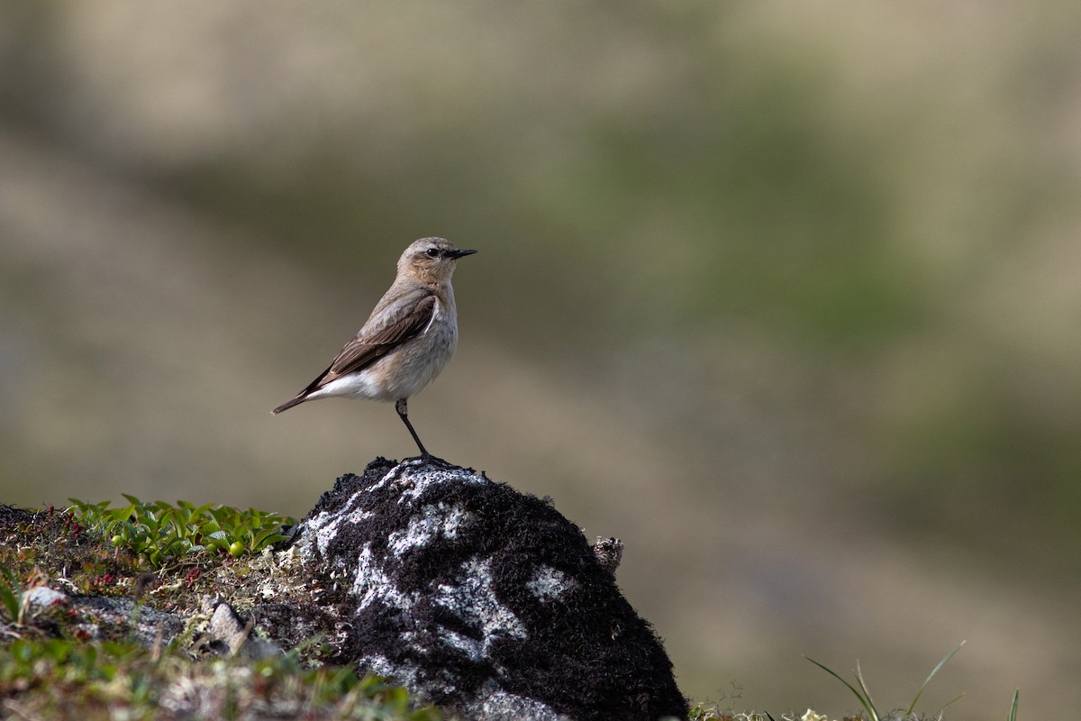 Northern Wheatear - ML592738121