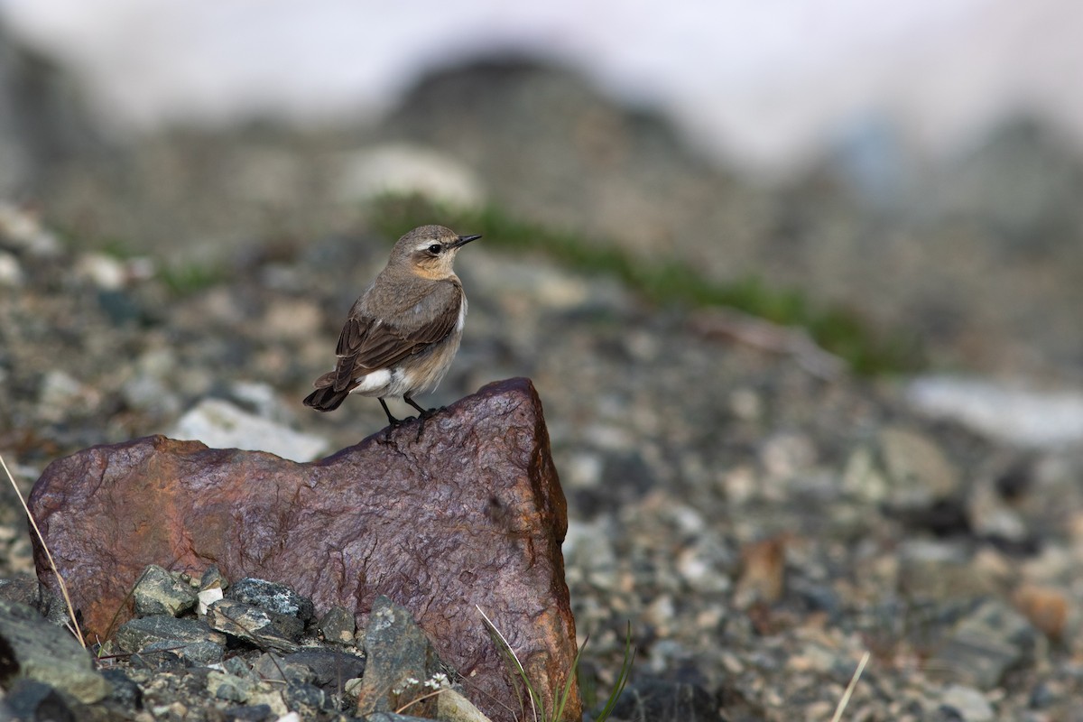 Northern Wheatear - ML592738131