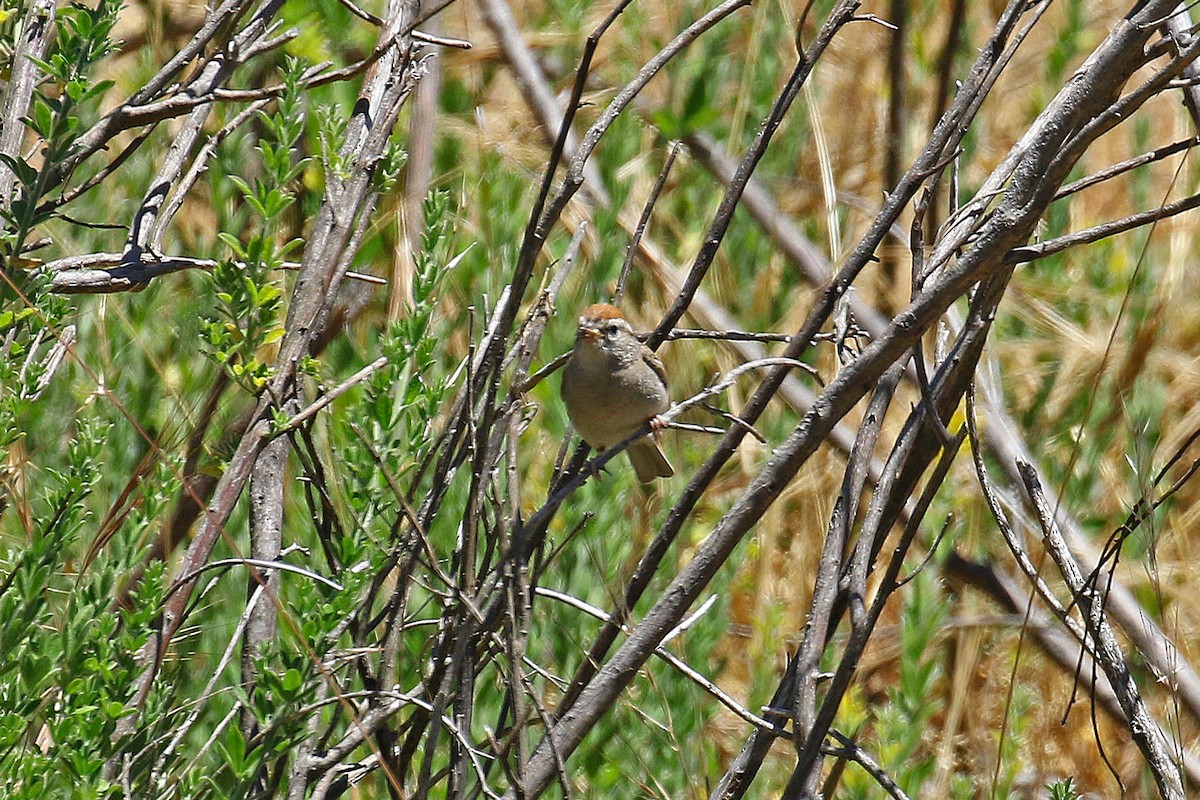 Chipping Sparrow - ML592739241