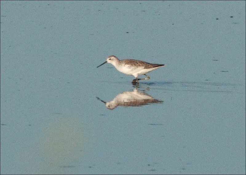 Marsh Sandpiper - ML592739381