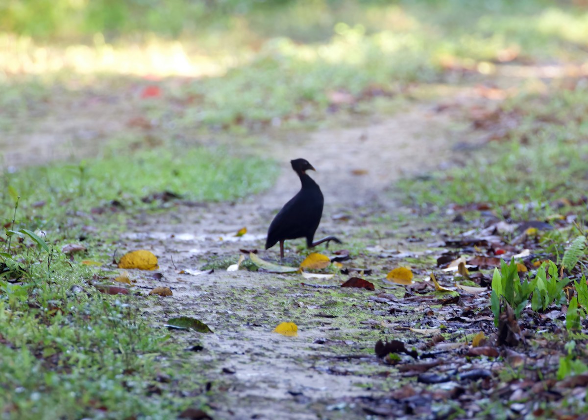 Biak Megapode - ML592739661