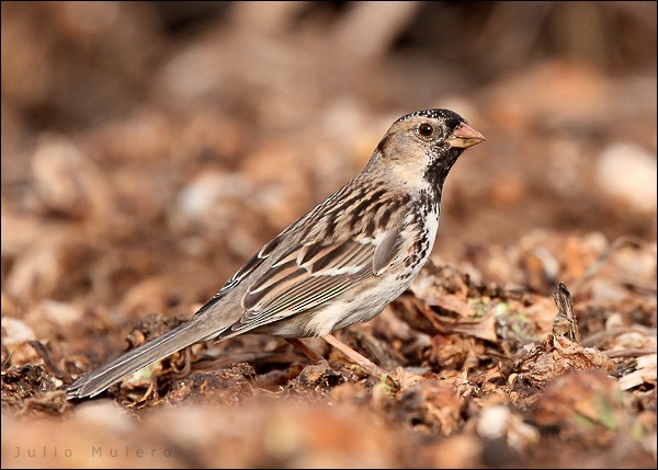 Harris's Sparrow - Julio Mulero