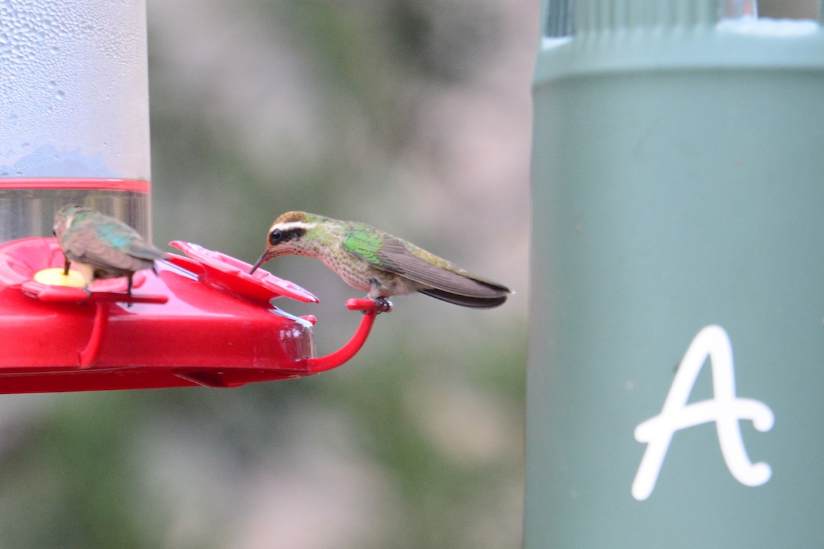 White-eared Hummingbird - ML592739791