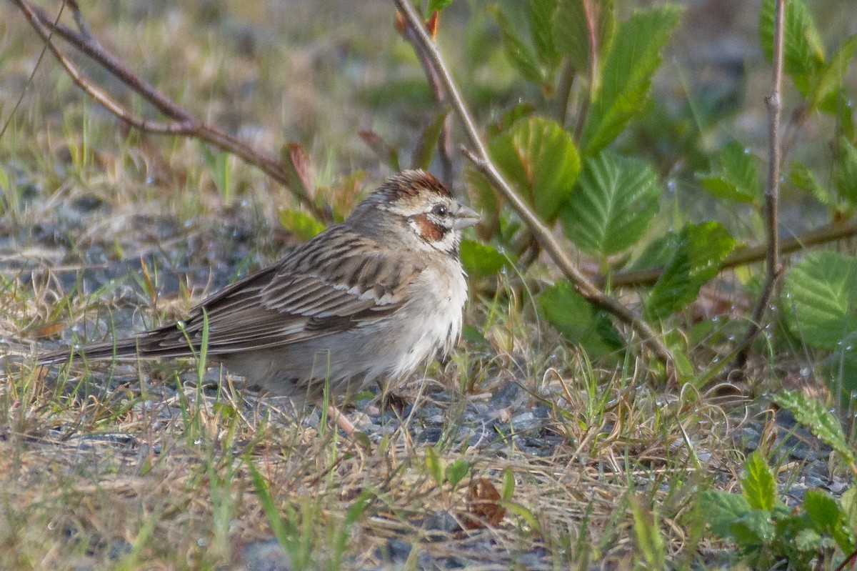 Lark Sparrow - ML59274061