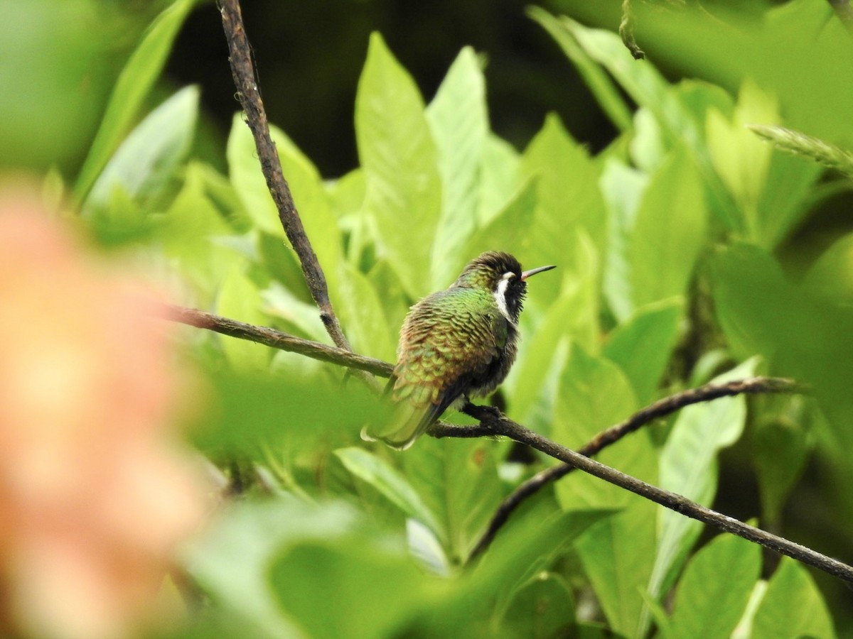 White-eared Hummingbird - ML592741481