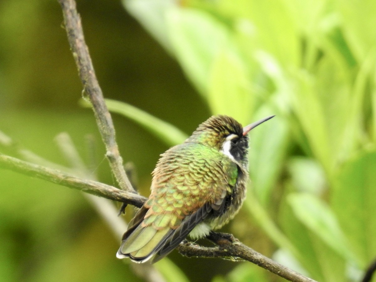 White-eared Hummingbird - Nick Odio