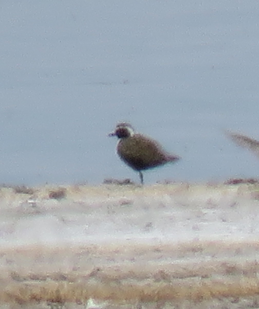 American Golden-Plover - ML59274161