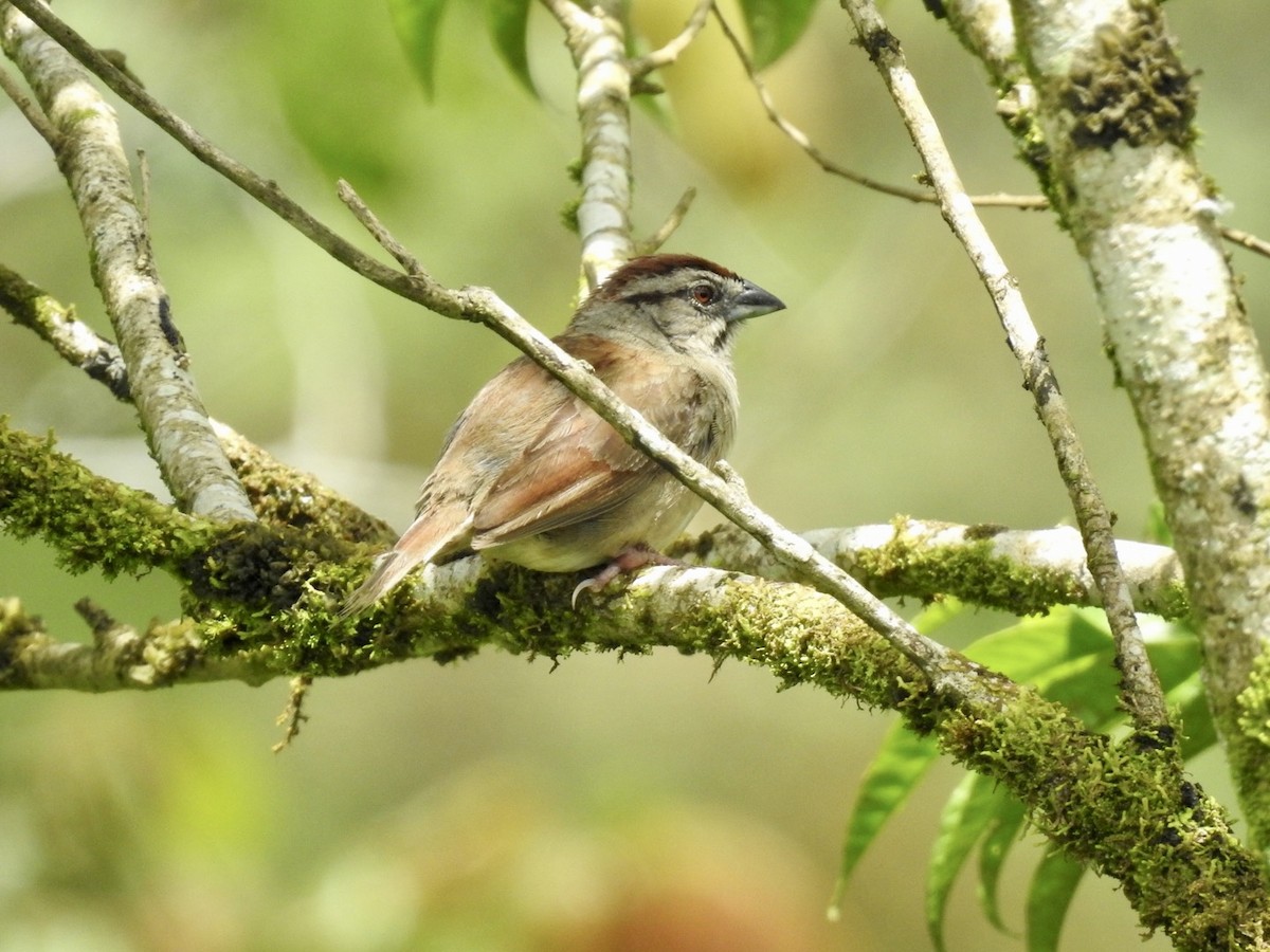 Rusty Sparrow - ML592742011