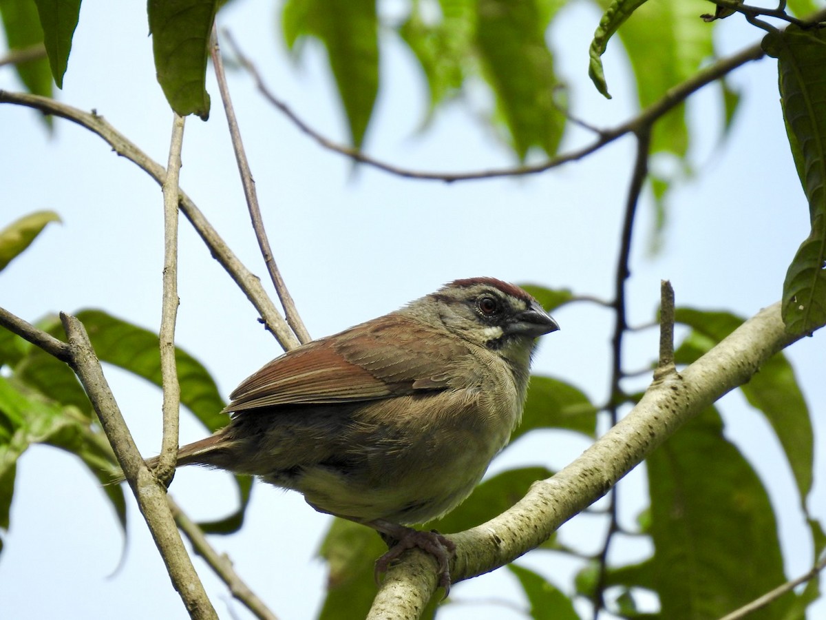 Rusty Sparrow - ML592742071