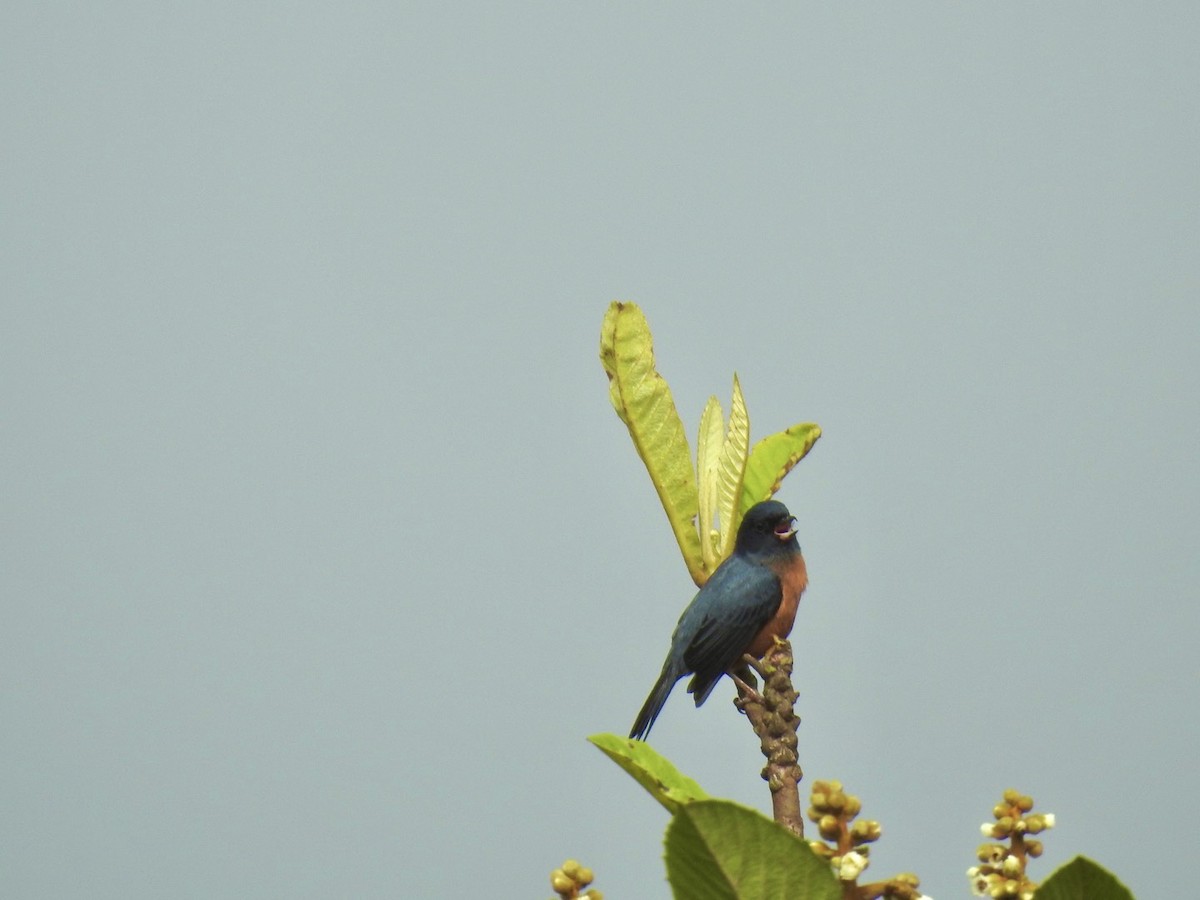 Cinnamon-bellied Flowerpiercer - ML592742131