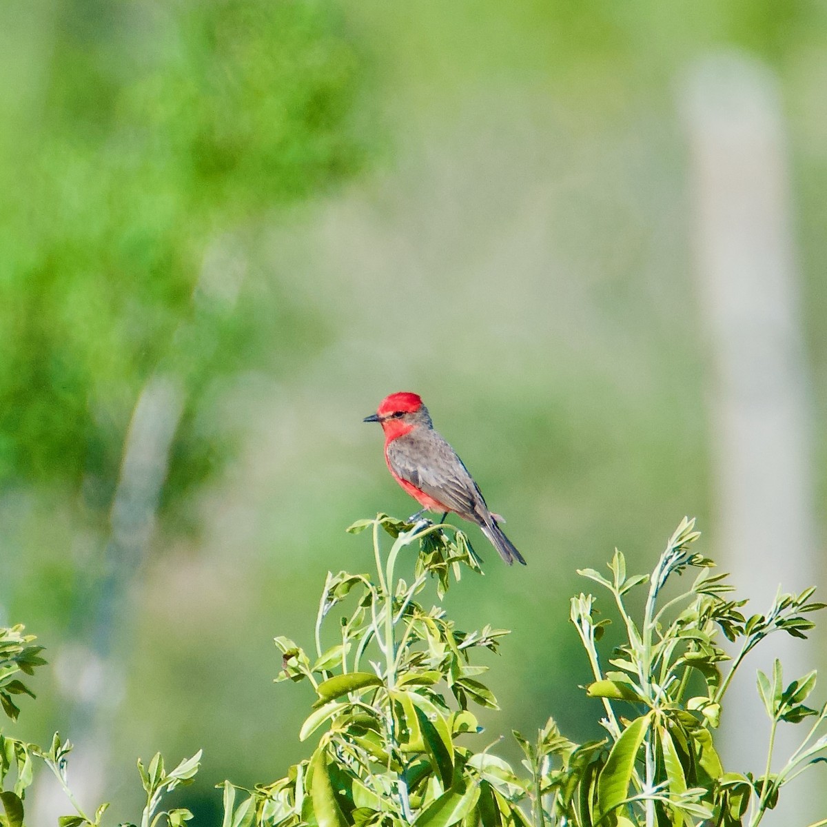 Vermilion Flycatcher - ML592742351