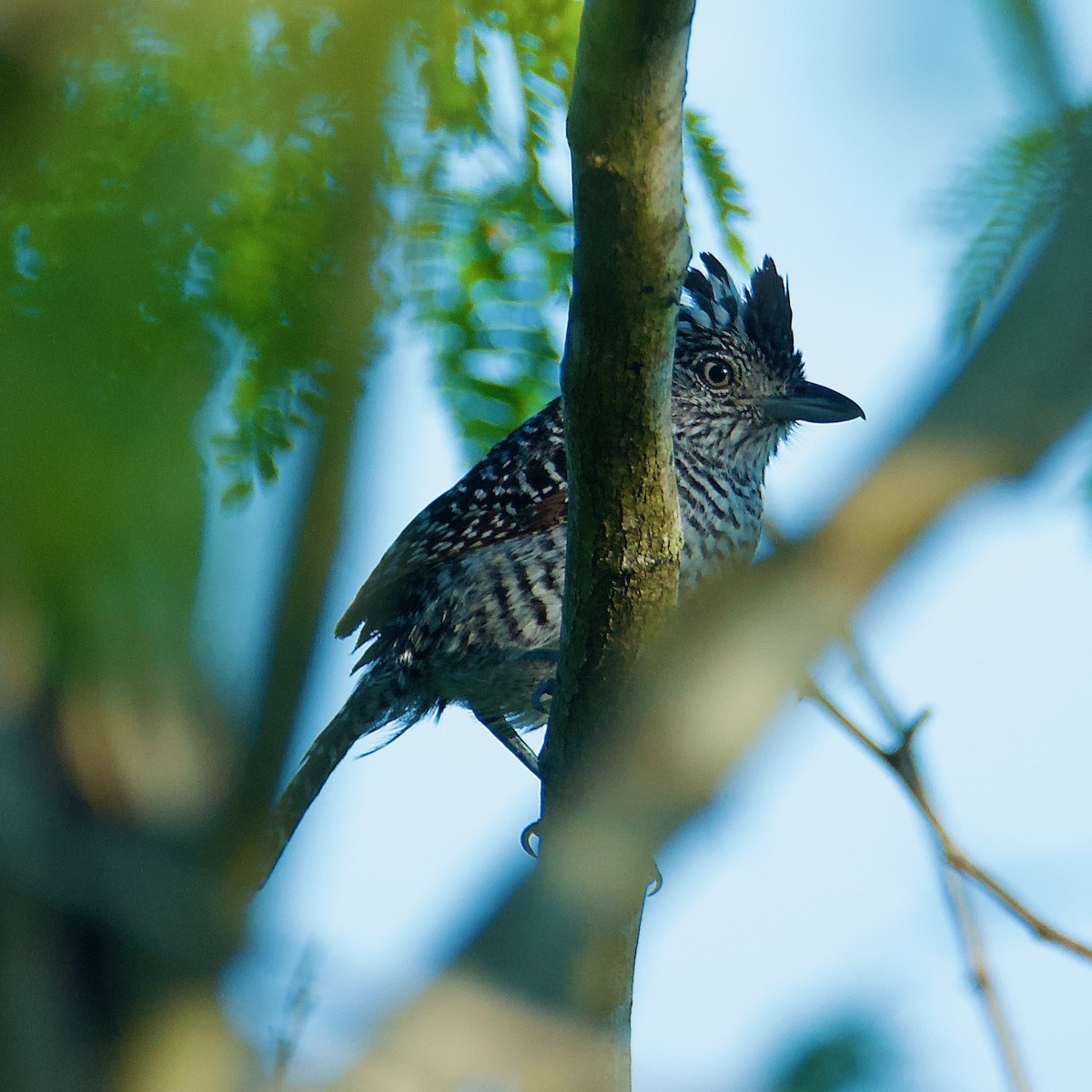 Barred Antshrike - ML592742541