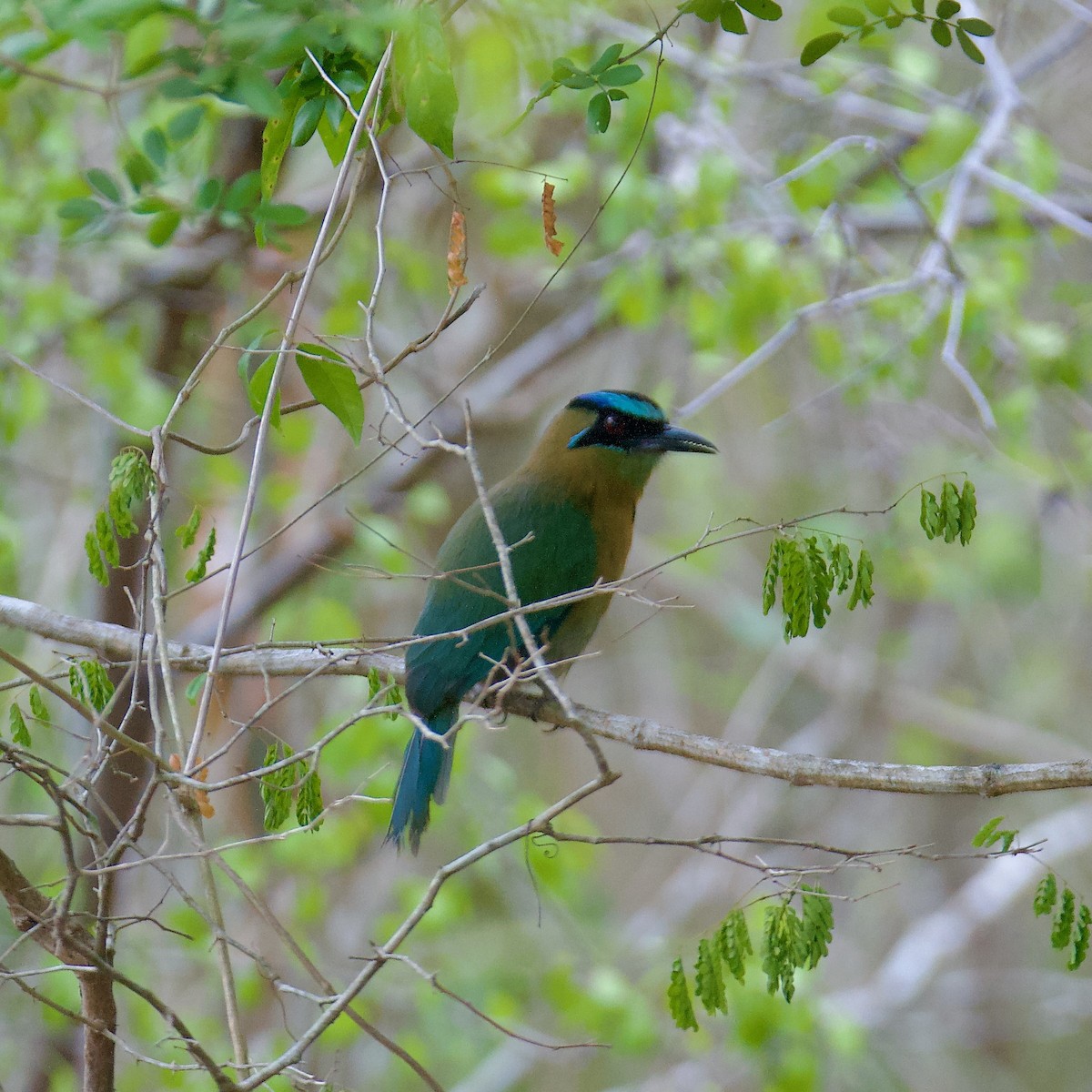 Lesson's Motmot - ML592742831