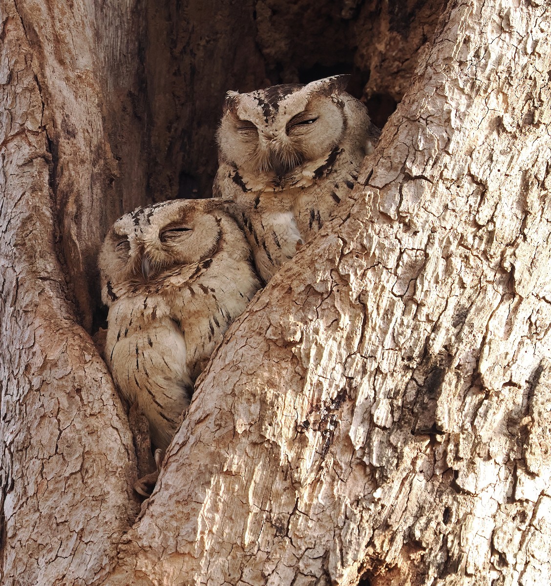 Indian Scops-Owl - ML592742971