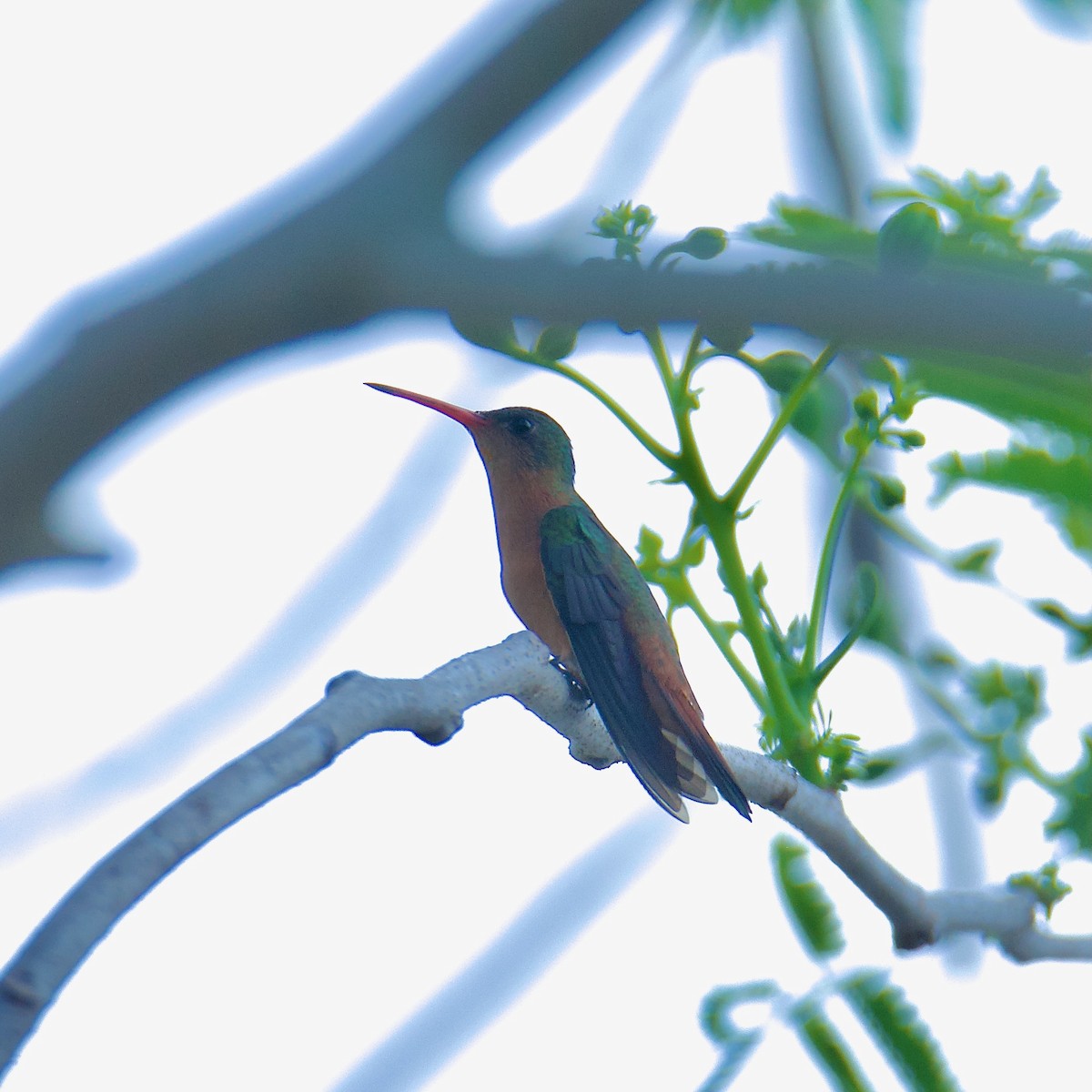 kolibřík ryšavý - ML592743231