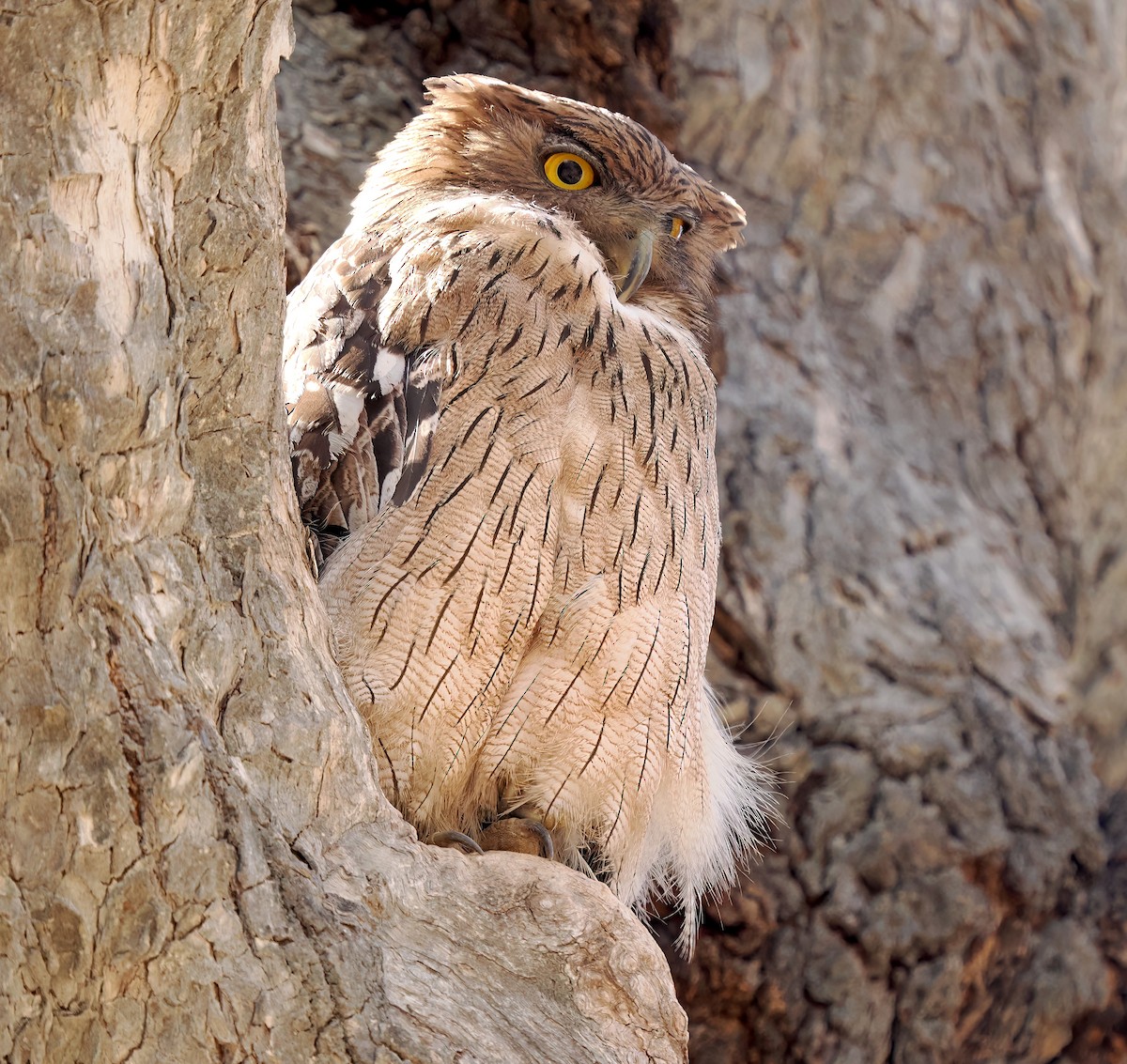 Brown Fish-Owl - ML592743261