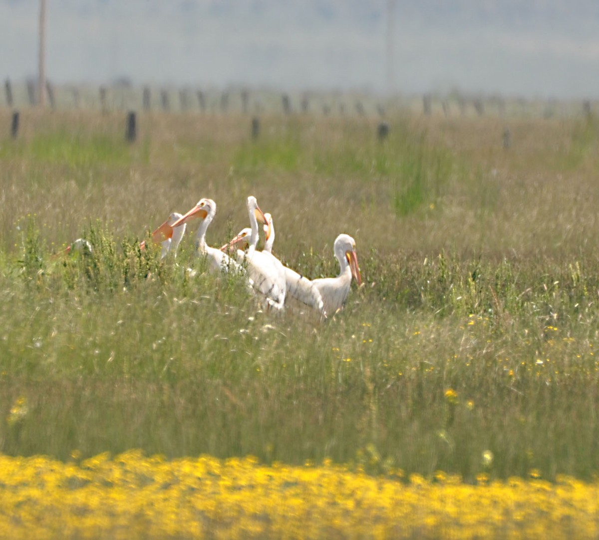 American White Pelican - ML592744291