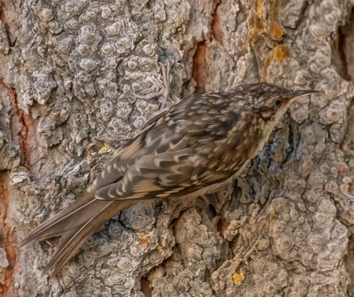 Brown Creeper - ML592744921