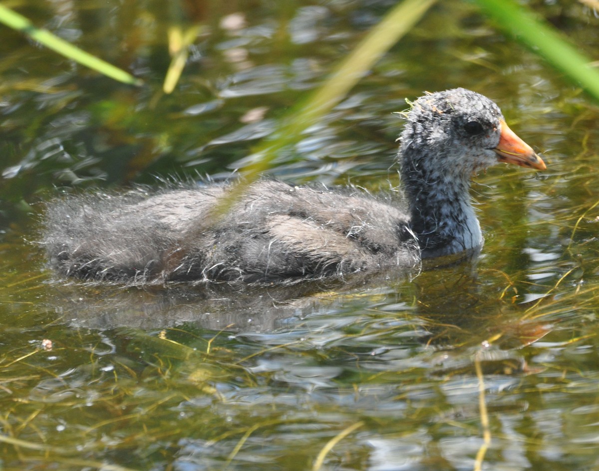 American Coot - ML592745601