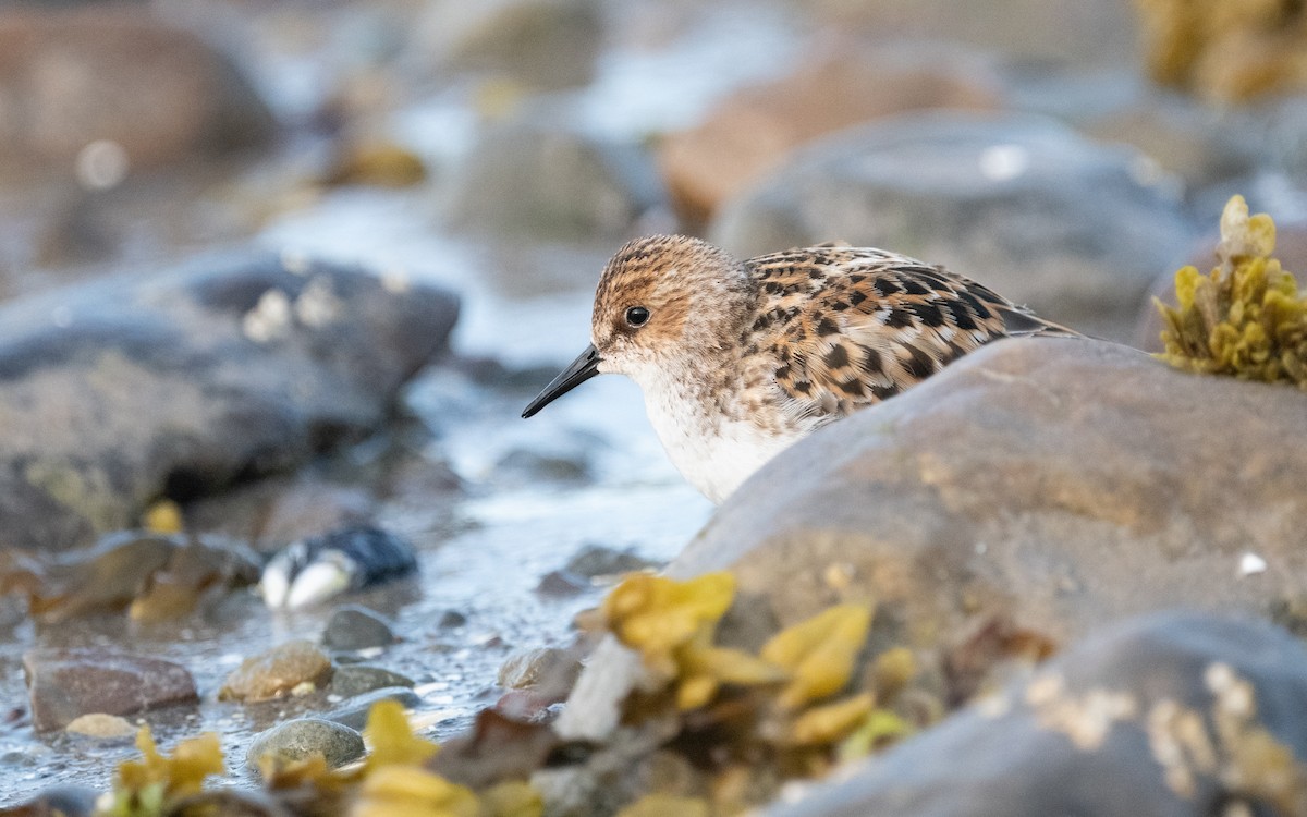 Little Stint - ML592746101