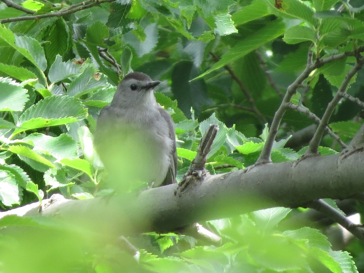 Gray Catbird - ML59274611